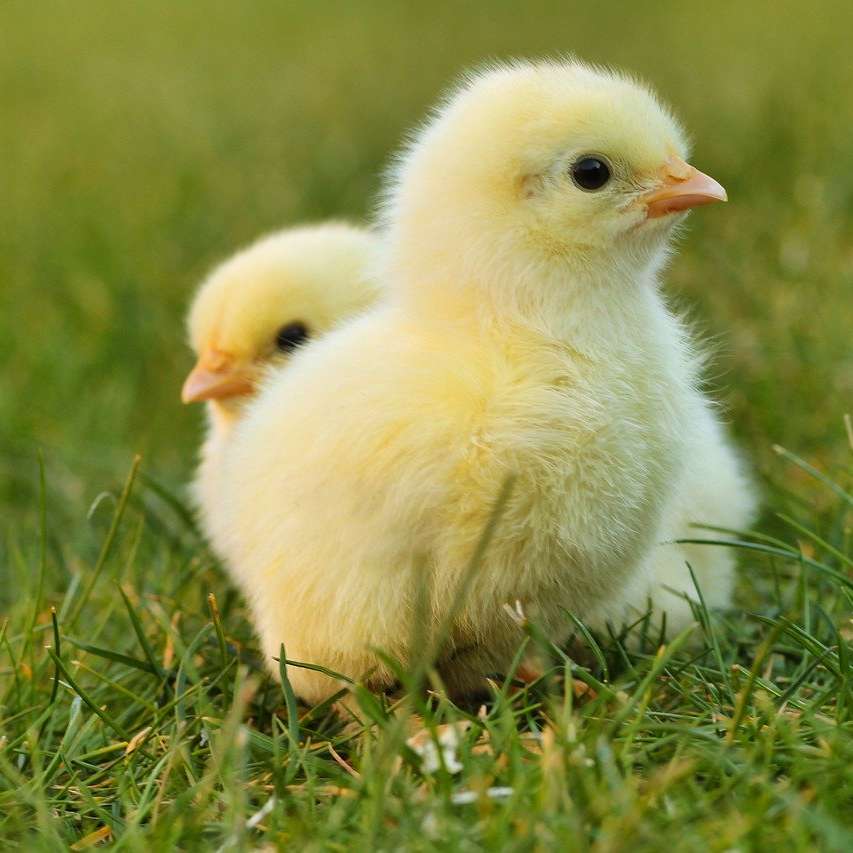 Easter chickens sliding puzzle online