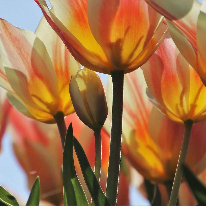 Tulipany na łące puzzle online