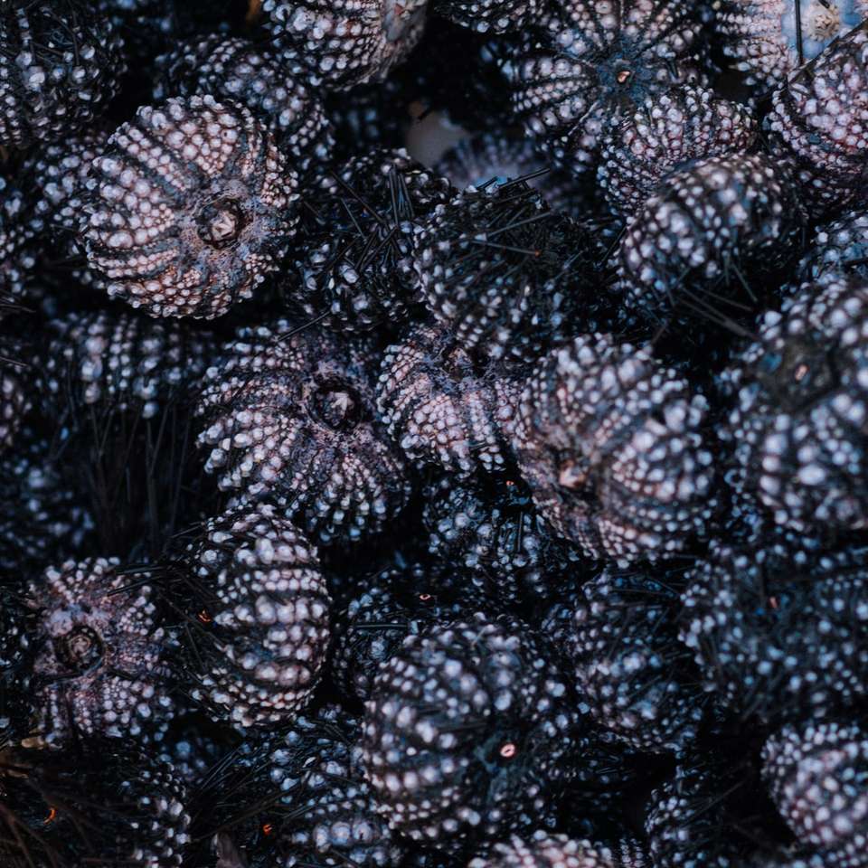 Black Snails kan iets anders zijn online puzzel