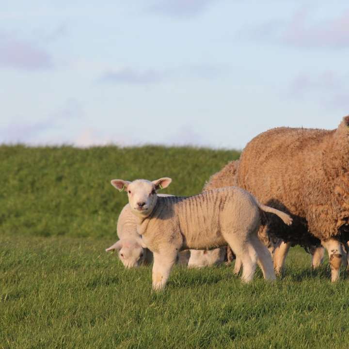 πρόβατα σε πολύ πράσινο γρασίδι συρόμενο παζλ online