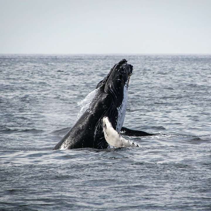 η φάλαινα δολοφόνος βγήκε από το νερό online παζλ