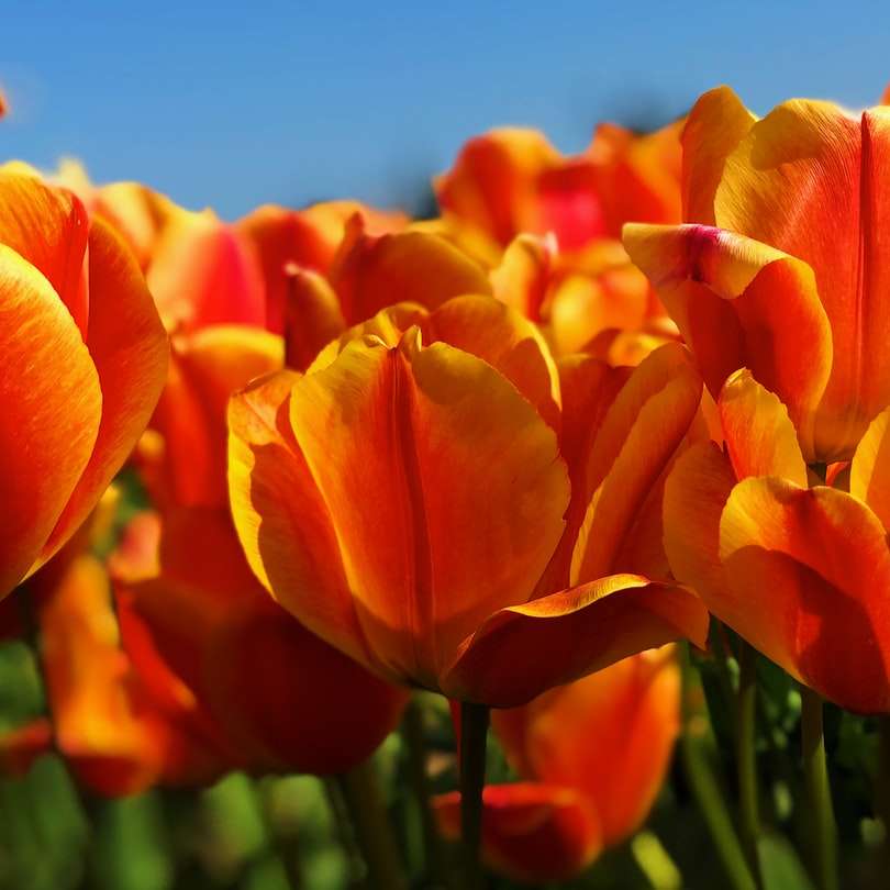 Cesta k tulipánu online puzzle