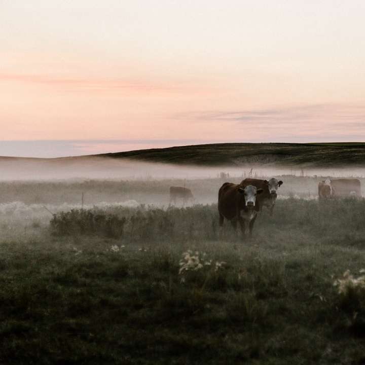 Mucche al tramonto puzzle scorrevole online
