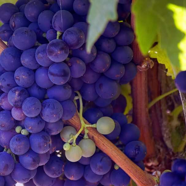 Futur vin sur vigne puzzle en ligne