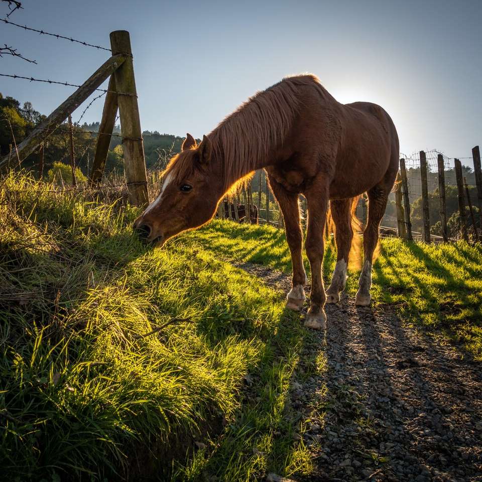 cheval brun à côté d'une clôture en fil de fer barbelé puzzle en ligne