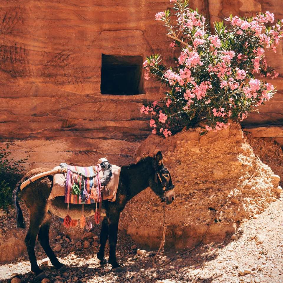 schwarzer Esel in der Nähe der rosa Blumen Schiebepuzzle online