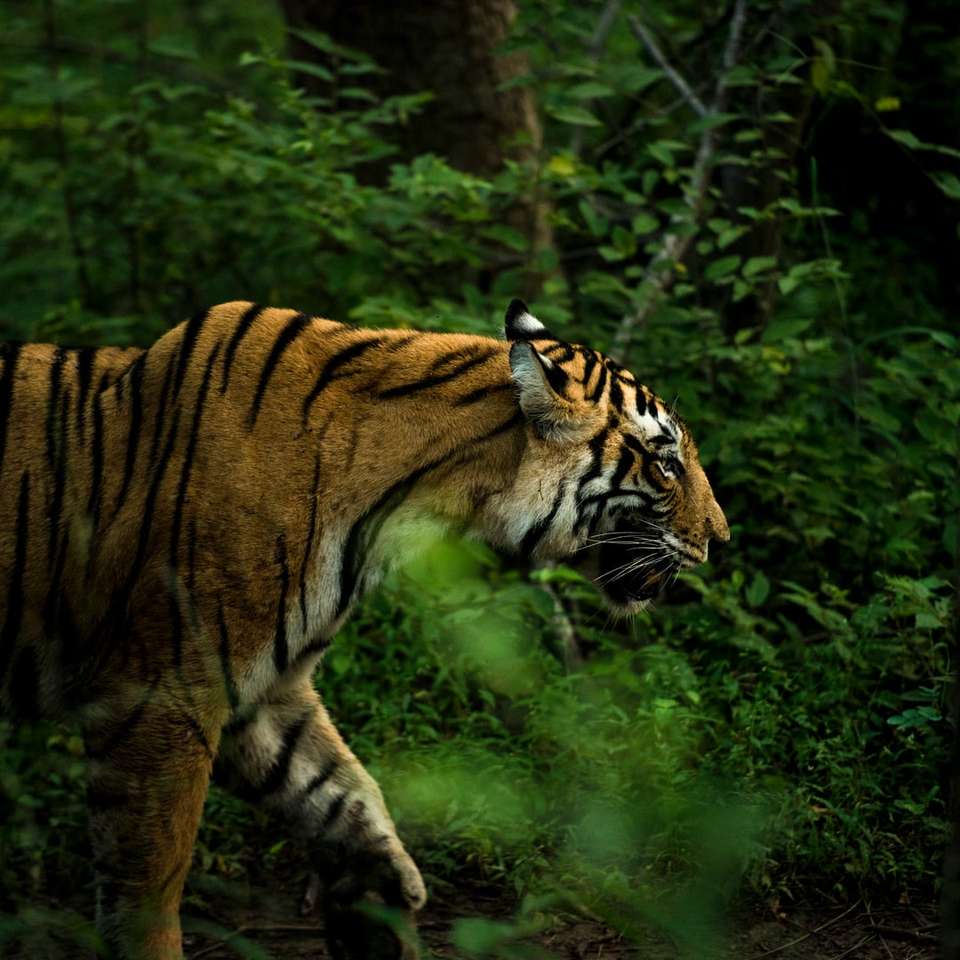 brązowy i czarny tygrys chodzenie po lesie w ciągu dnia puzzle przesuwne online