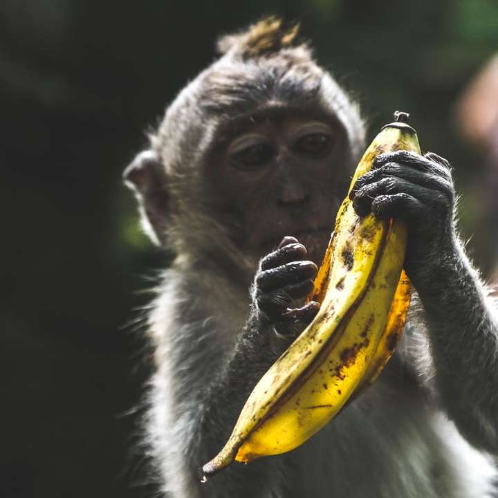 обезьяна держит банановую кожуру днем онлайн-пазл