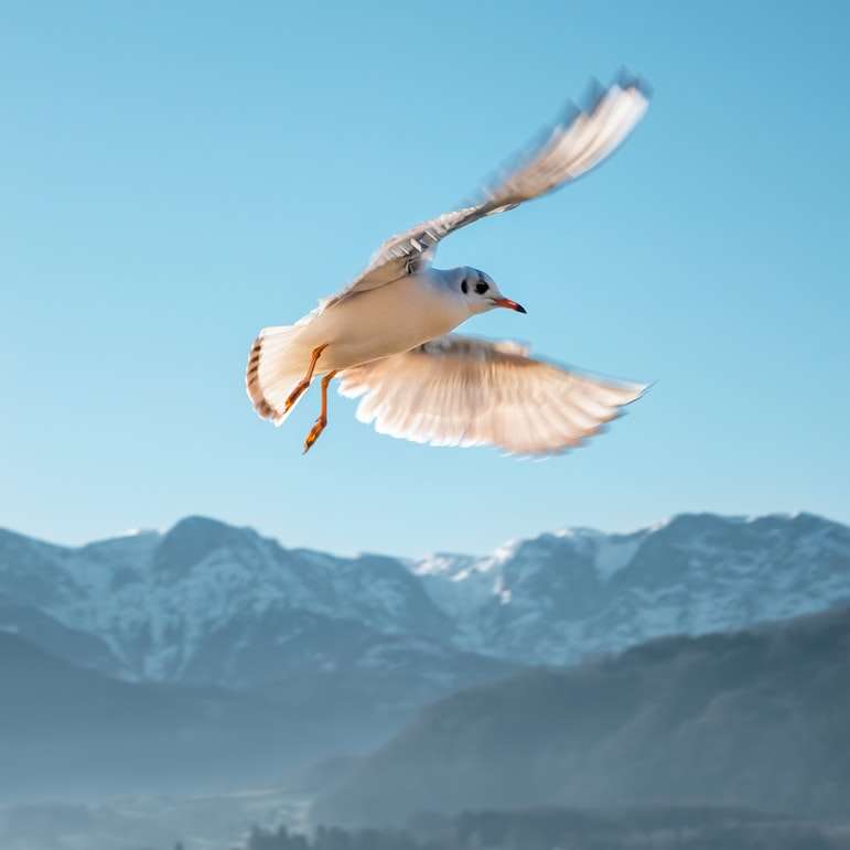 飛んでいる白い鳥の浅い焦点の写真 スライディングパズル・オンライン