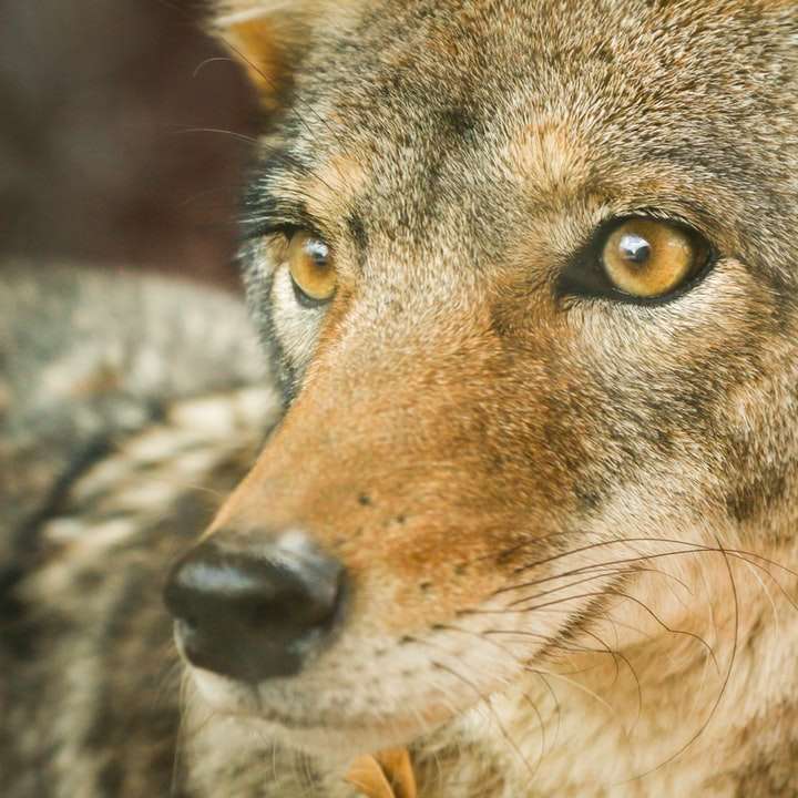 Coyote (Canis Latrans) sliding puzzle online