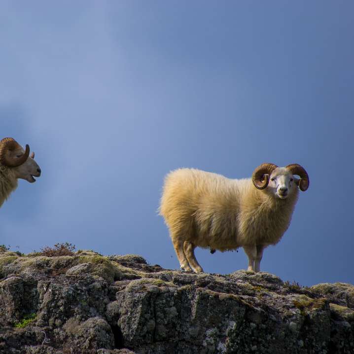deux chèvres de montagne puzzle coulissant en ligne
