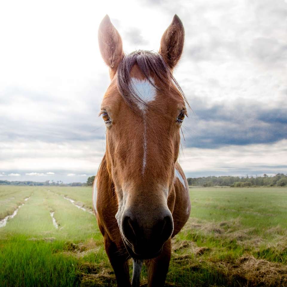 Ló egy mezőben. csúszó puzzle online