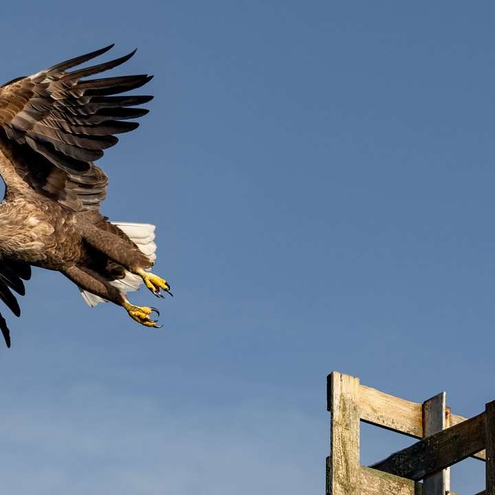 Plecarea unui vultur de mare alunecare puzzle online