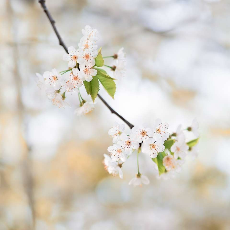 白い花の浅い焦点写真 スライディングパズル・オンライン