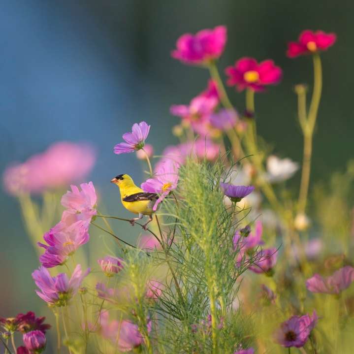 Fågel uppflugen på blommor glidande pussel online