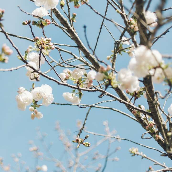 blossom-från-nedan Pussel online