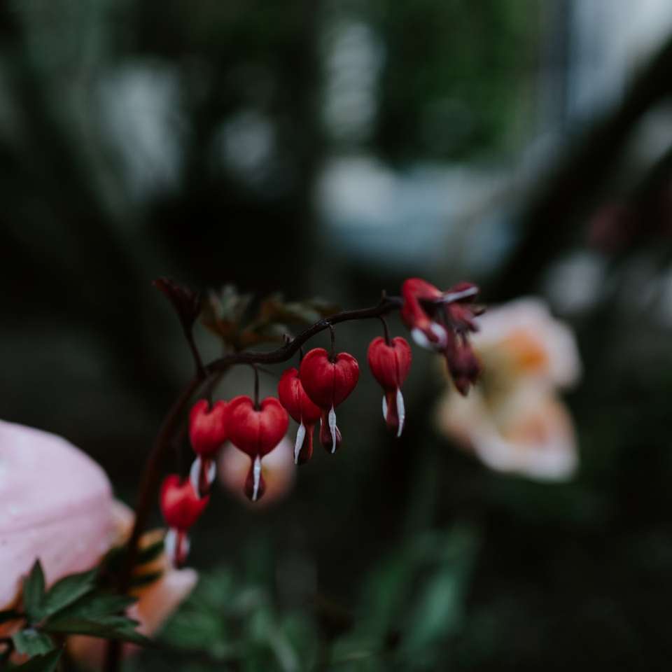 Κόκκινο σκέλος αιμορραγικών καρδιών λουλουδιών online παζλ
