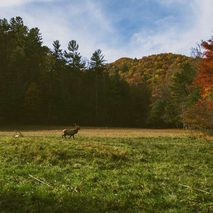 deer walking through grass field sliding puzzle online