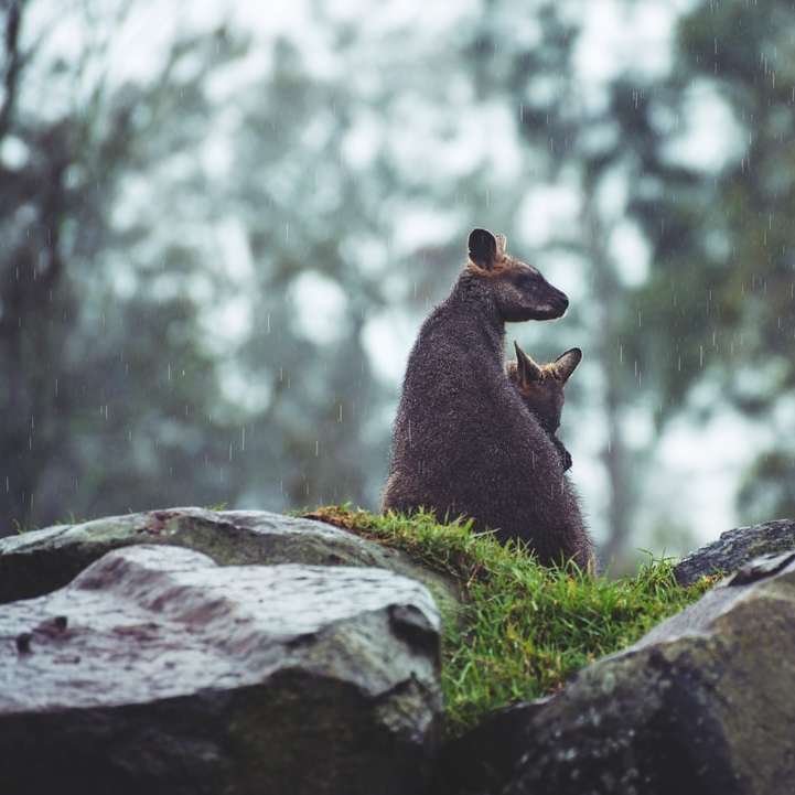 Känguruer snuggling nära glidande pussel online