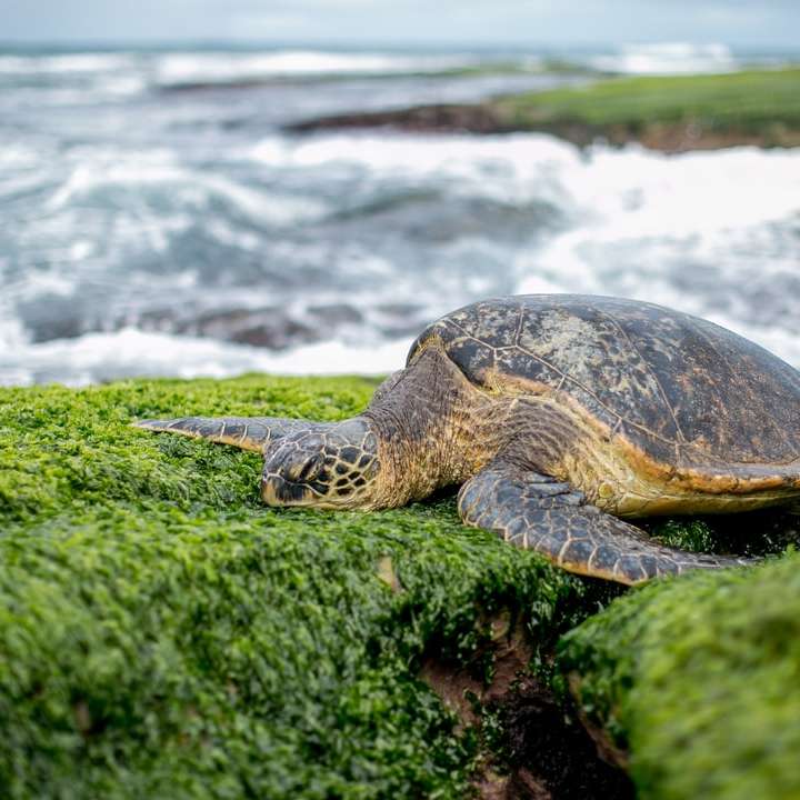 braune Schildkröte in der Nähe von Gewässern während des Tages Online-Puzzle