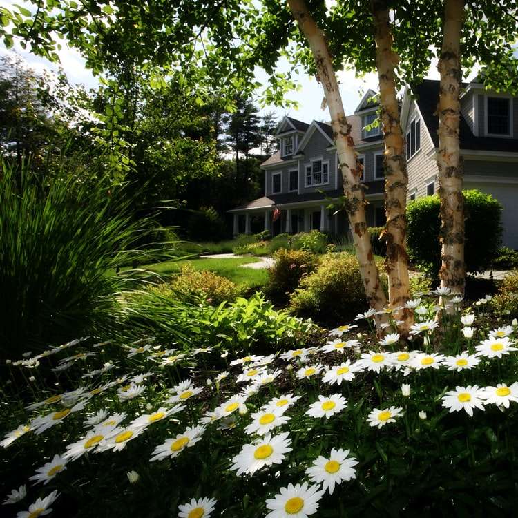 Margaridas brancas em um jardim puzzle online