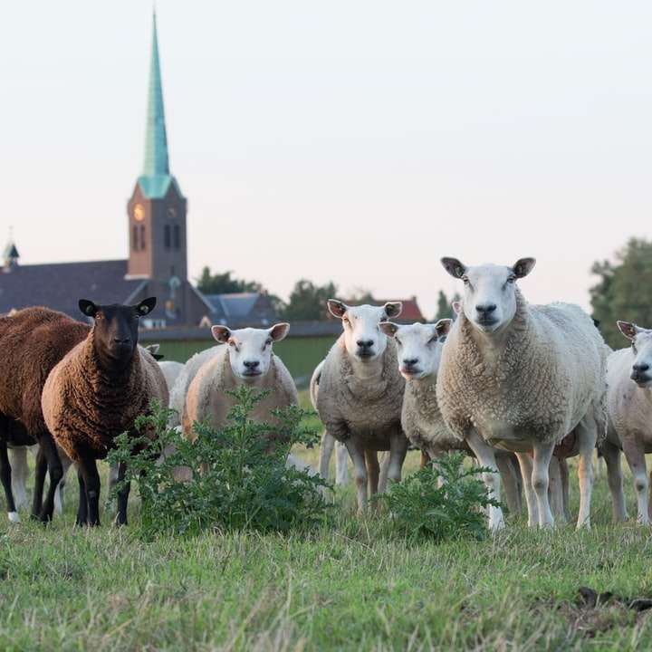 Owce wiejskie puzzle online