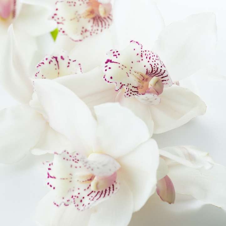 Vita orkidéer Pussel online