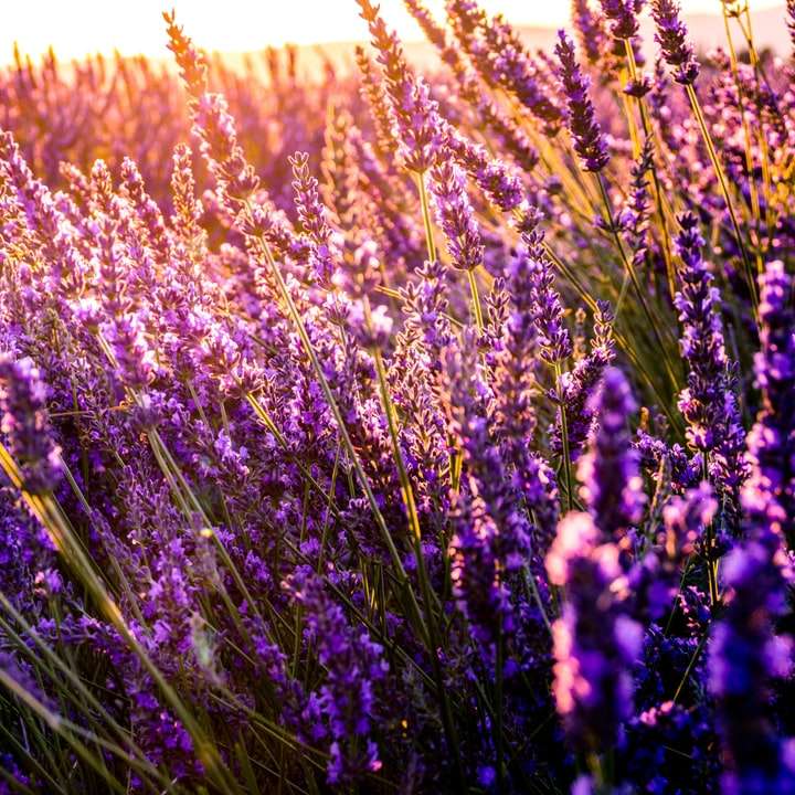Lavendelfält glidande pussel online