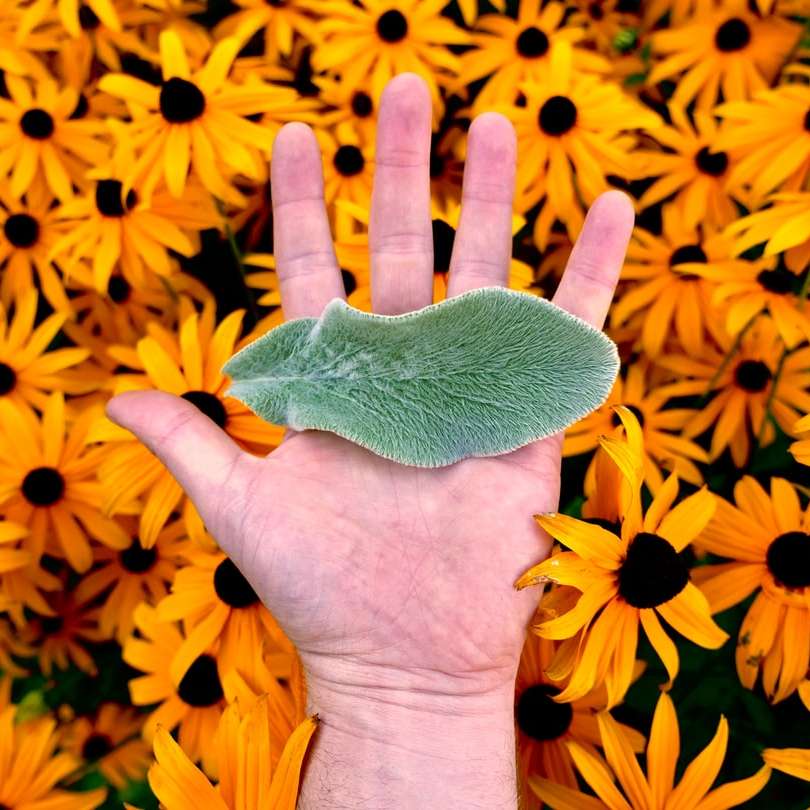groen blad op iemands handpalm over susanbloemen met zwarte ogen schuifpuzzel online