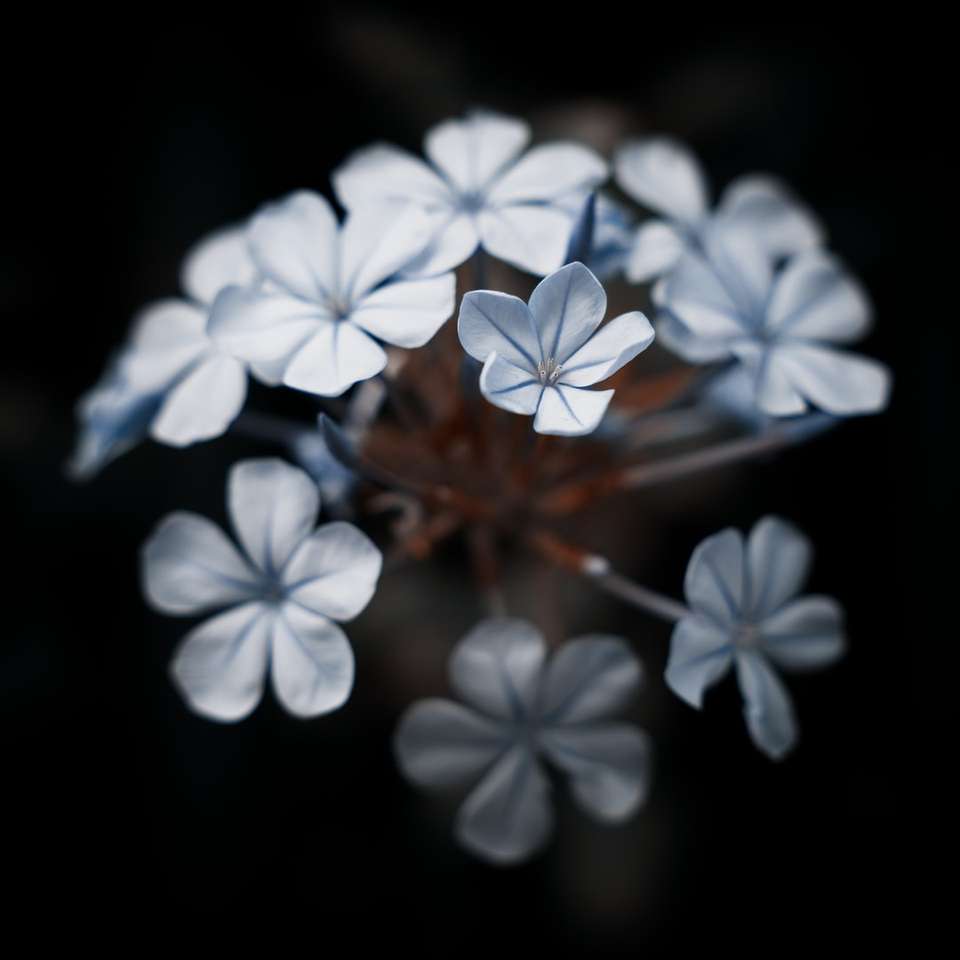 Closeup de flor puzzle deslizante online