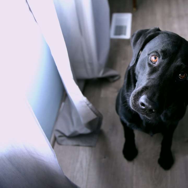 câine negru acoperit scurt, așezat alunecare puzzle online