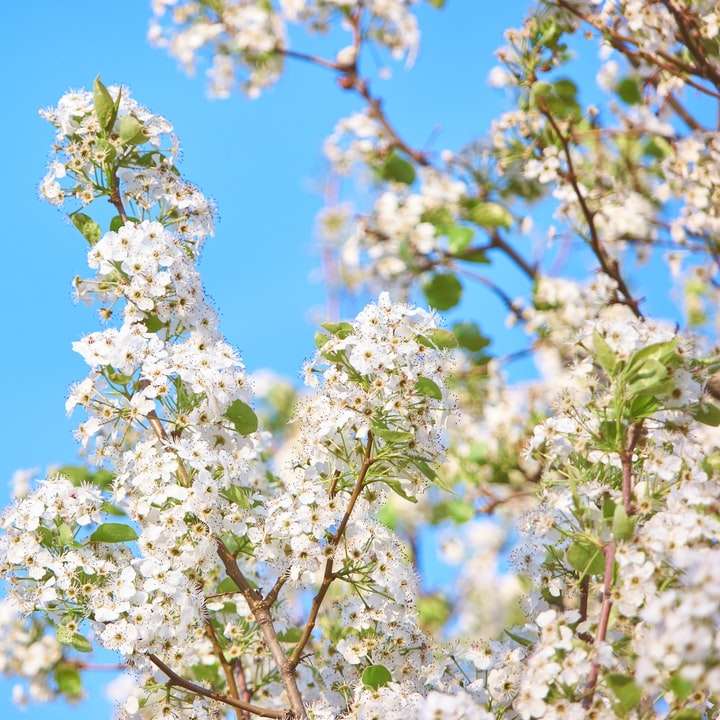 leveles-virágzás-kék-ég csúszó puzzle online