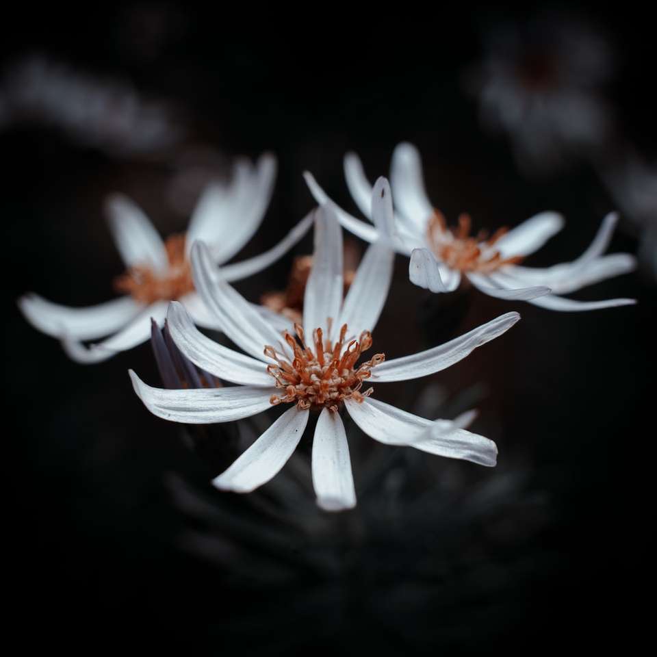 Λουλούδι closeup συρόμενο παζλ online