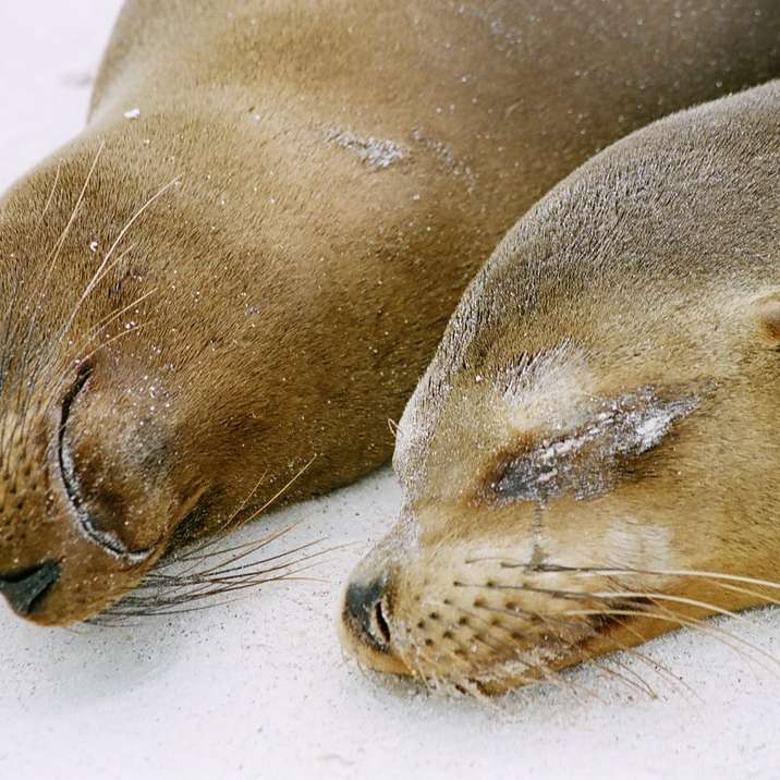 twee bruine zeeleeuwen online puzzel