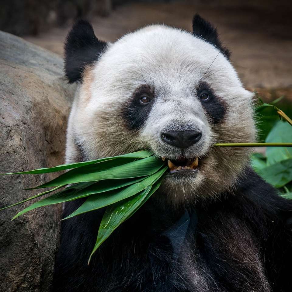 panda eating plant online puzzle