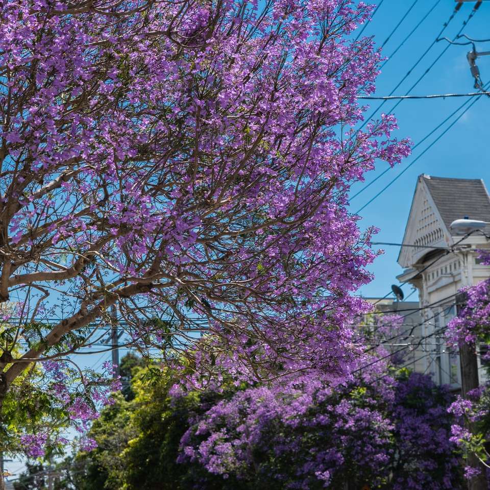 фиолетовое лиственное дерево онлайн-пазл