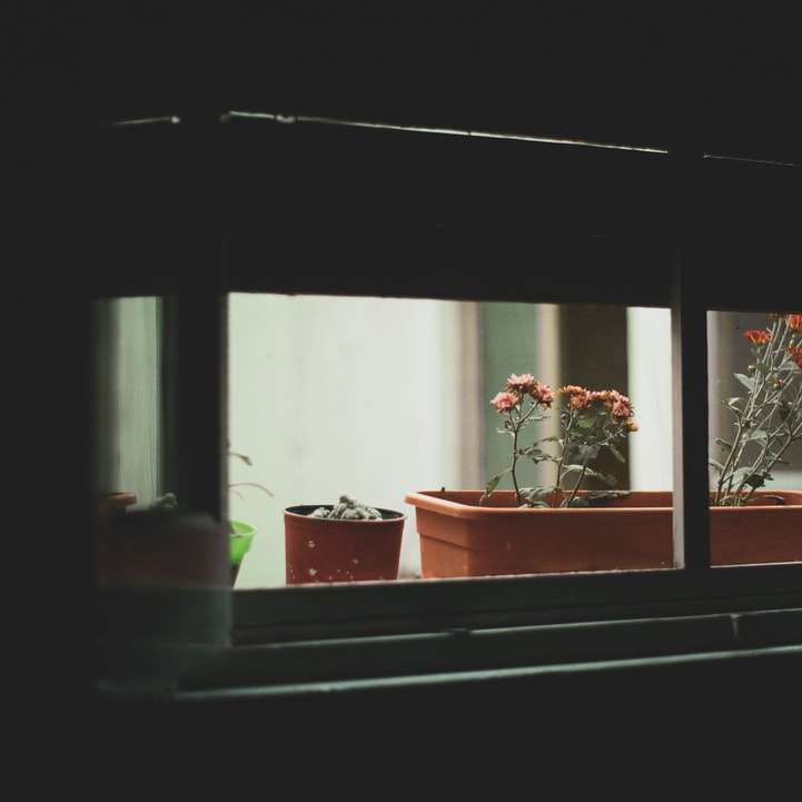 röd krukväxtblomma på fönstret glidande pussel online