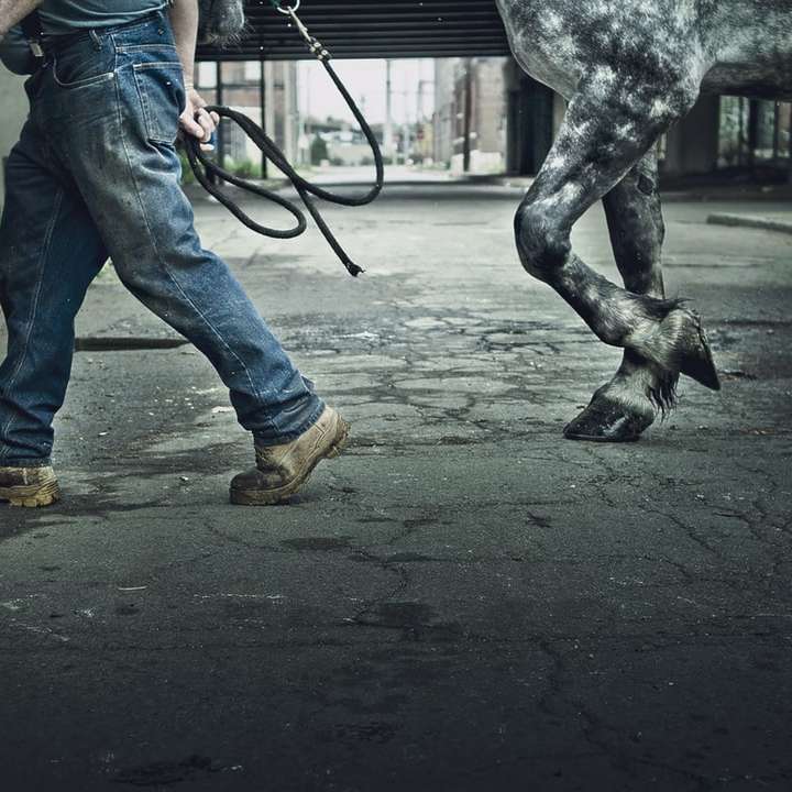 Hombre vestido con pantalones vaqueros azules caminando con caballo gris rompecabezas en línea
