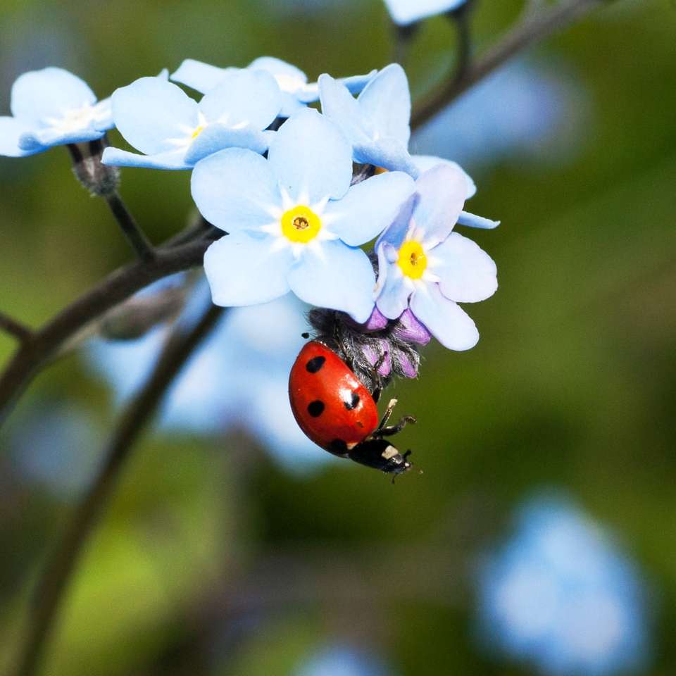 selective focus photograph of ladybug sliding puzzle online