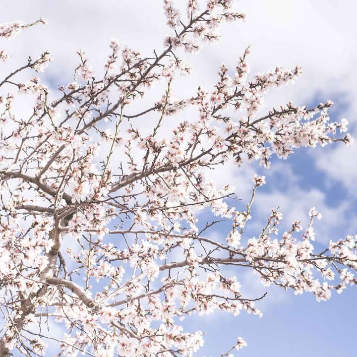 fehér cseresznye virágok online puzzle