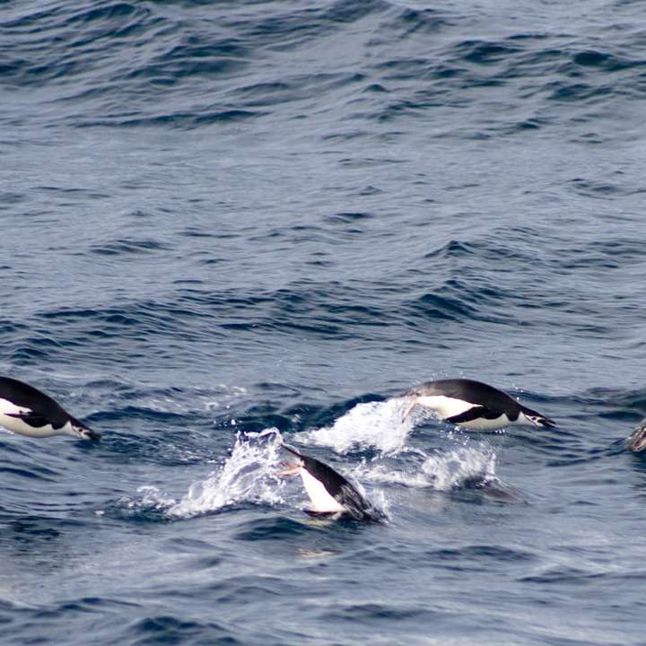 delfini sul corpo d'acqua durante il giorno puzzle scorrevole online