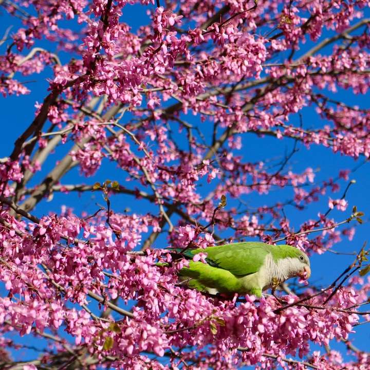 Папагал през пролетта онлайн пъзел