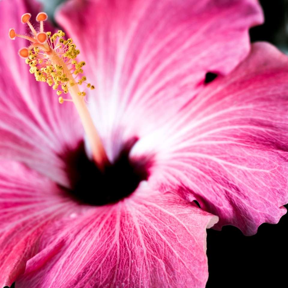 макросъемка фотография розового цветка с лепестками онлайн-пазл