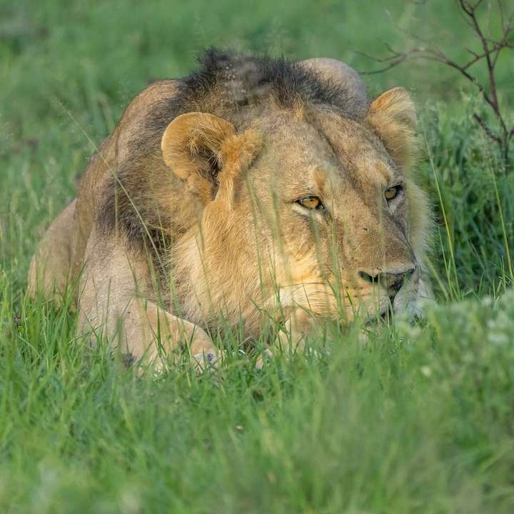 lion, Botswana sliding puzzle online