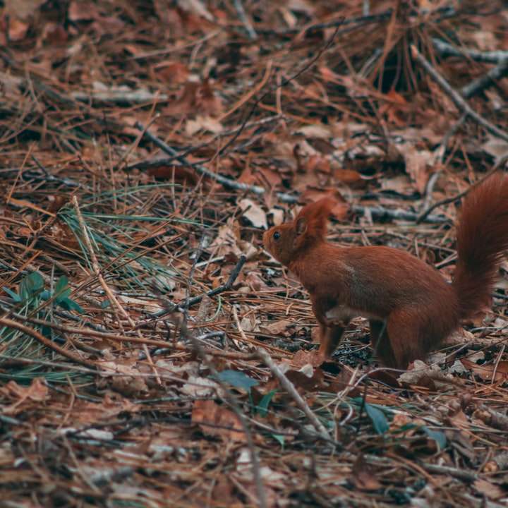Squirrel on the ground sliding puzzle online