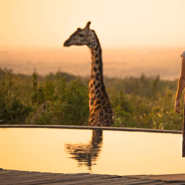 жінка дивиться на коричневого жирафа з відображенням на воді онлайн пазл