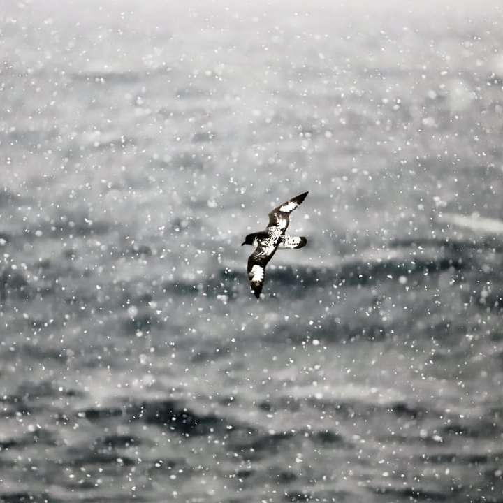 бяла и кафява птица, летяща над морето онлайн пъзел