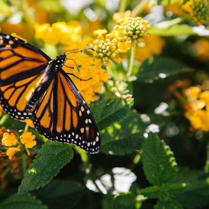 fotografia macro de borboleta na flor amarela puzzle online