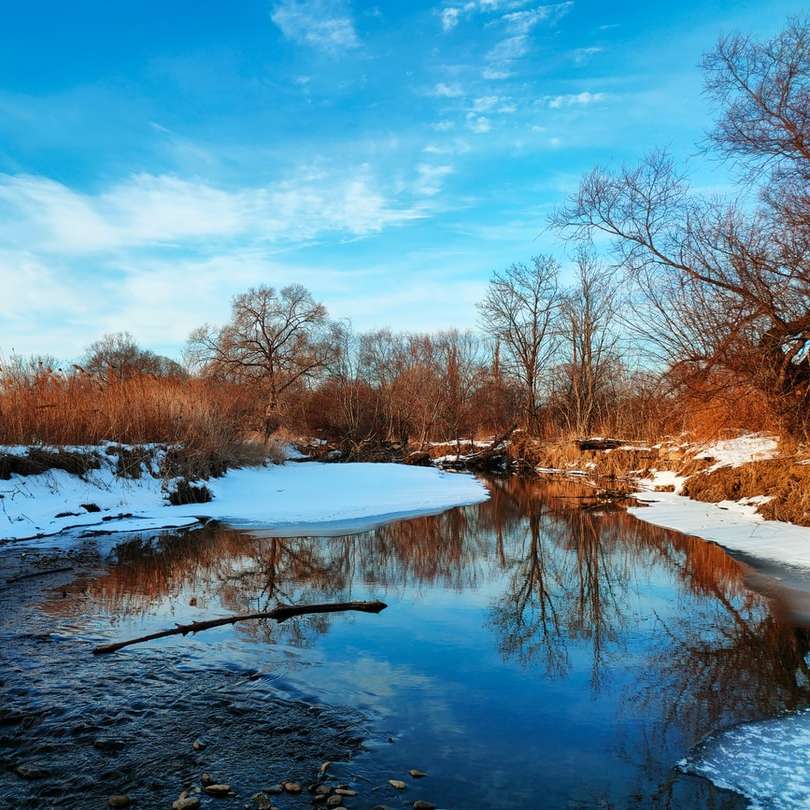 alberi marroni accanto al fiume sotto il cielo blu durante il giorno puzzle online