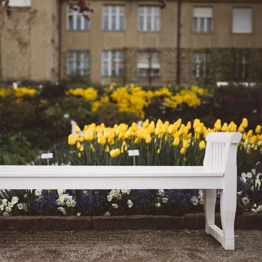 Белая скамейка желтые тюльпаны онлайн-пазл